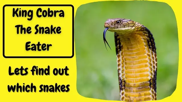 Video thumbnail for What Do King Cobras Eat – King Cobras Diet