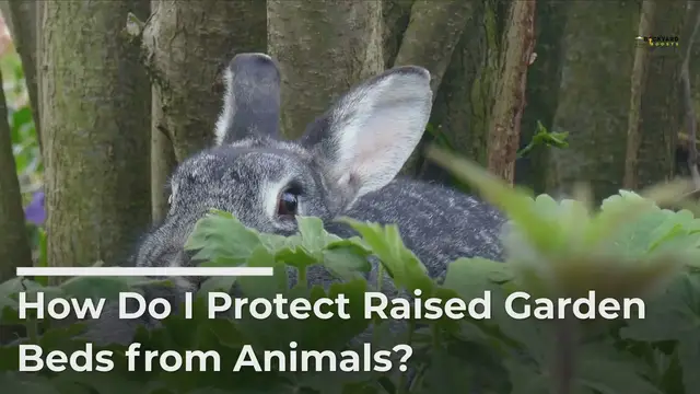 Video thumbnail for How to Protect Your Garden From Animals