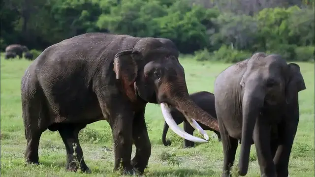 Video thumbnail for Biggest Tusk bearing  Elephant of Sri Lanka | behind the females in  Minneriya national park