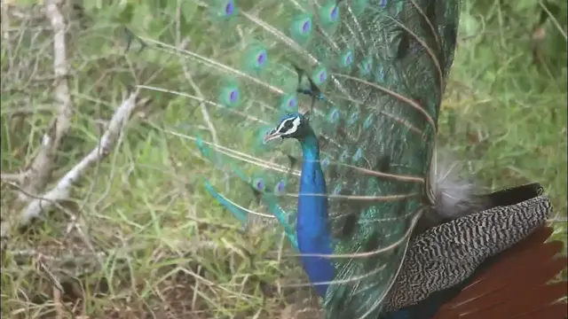 Video thumbnail for Indian peacock dancing | courtship display