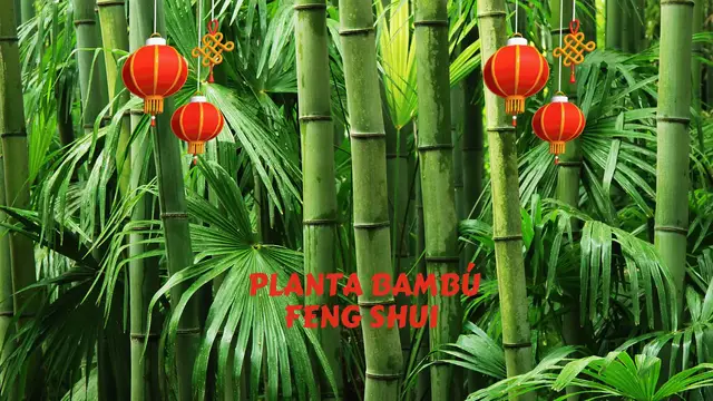 Video thumbnail for Planta bambú feng shui, dónde colocarla 🎋 suerte video