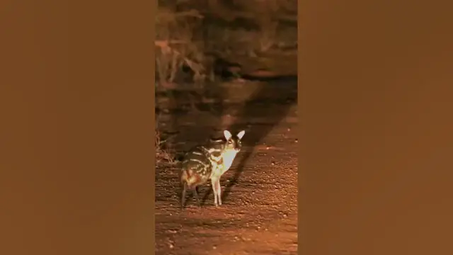 Video thumbnail for Mouse Deer #shorts