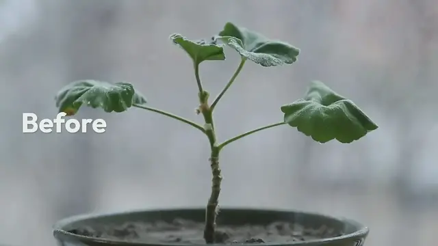'Video thumbnail for Tropical Plants Misting'