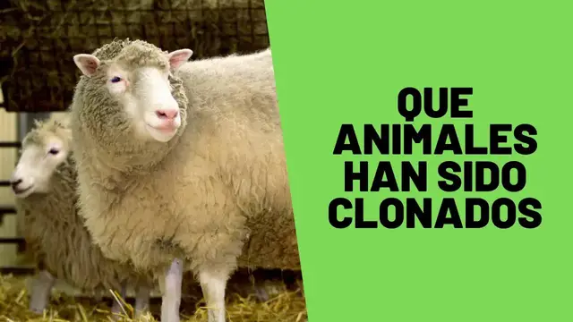 Video thumbnail for ¿Qué animales han sido clonados? Los 10 primeros