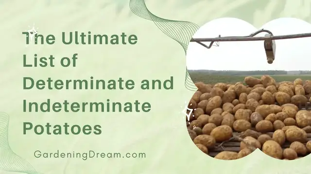 Video thumbnail for The Ultimate List of Determinate and Indeterminate Potatoes