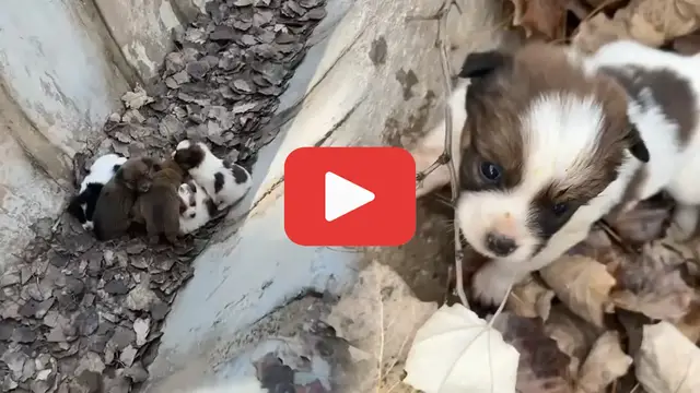 Video thumbnail for Lost in the Woods, Now Loved—Timid Puppies Find New Families
