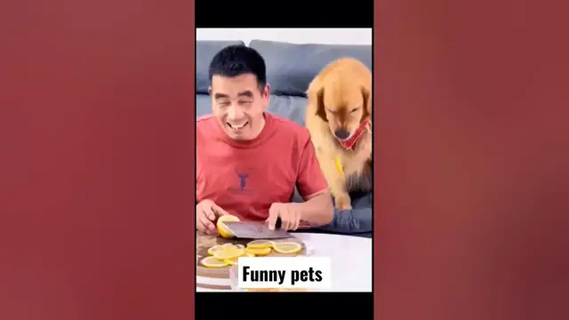 Video thumbnail for Funny pets 😹🤣  with Punjabi dubbed #funnydogs