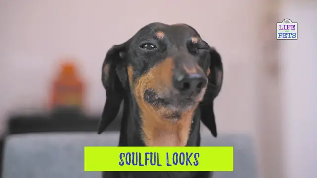 Video thumbnail for How to enjoy your dog walks