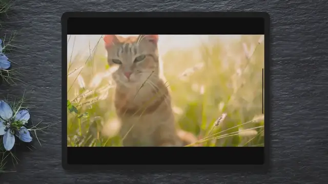 'Video thumbnail for Why do cats eat grass?'