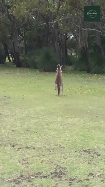 'Video thumbnail for Kangaroos Fighting'