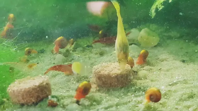 Video thumbnail for Nano Planted tank
