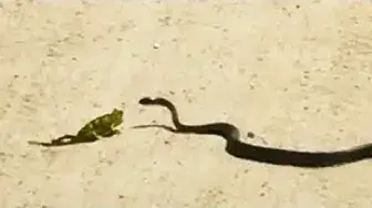 Video thumbnail for Snake Finds a Chameleon on Road!