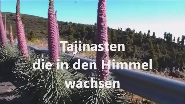 Video thumbnail for Tajinasten die in den Himmel wachsen - Das Blütenwunder auf La Palma