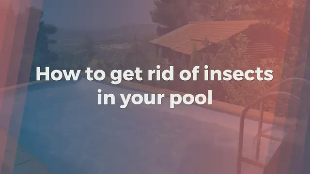 Video thumbnail for How to get rid of insects in your pool