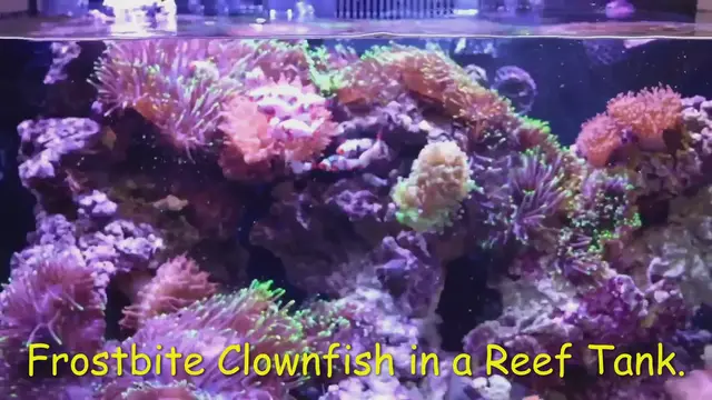 Video thumbnail for Frostbite Clownfish in a Reef Tank.