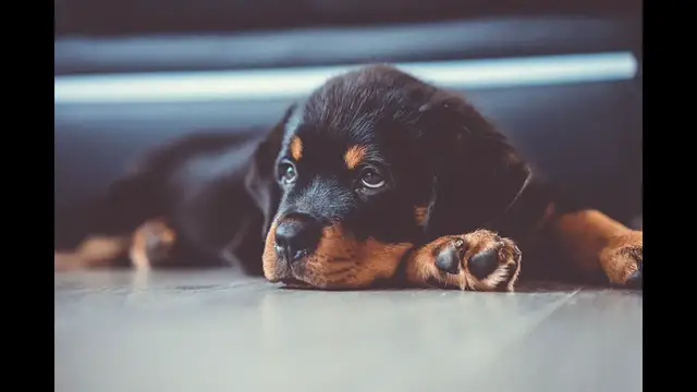 Video thumbnail for Rottweiler – zrównoważony molos – opis rasy