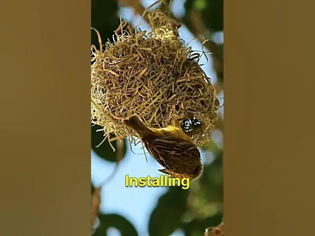 'Video thumbnail for How to Protect Bird Nests from Predators – 6 Essential Safety Tips'
