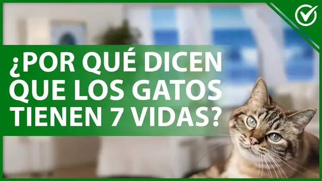 Video thumbnail for 🐈 ¿Por qué se dice que los GATOS tienen 7 VIDAS? - Mitos felinos 7️⃣🐈