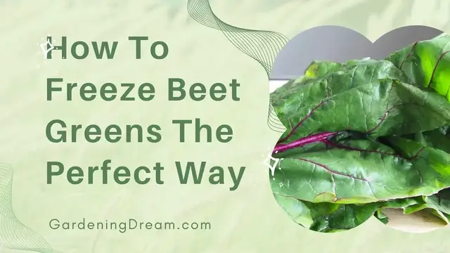 Video thumbnail for How To Freeze Beet Greens The Perfect Way