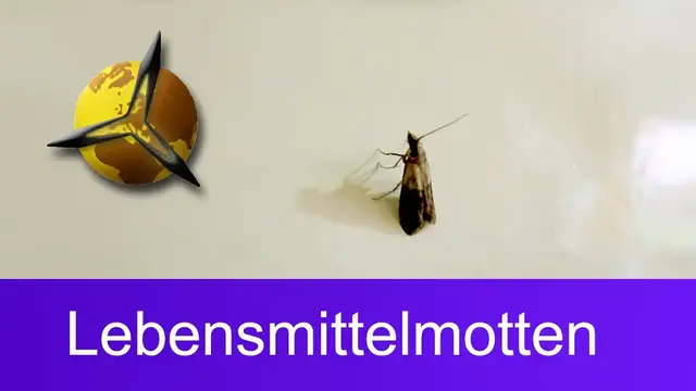 Video thumbnail for Lebensmittelmotten bekämpfen: Motten in der Küche loswerden