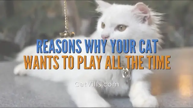 Video thumbnail for REASONS WHY YOUR CAT WANTS TO PLAY ALL THE TIME