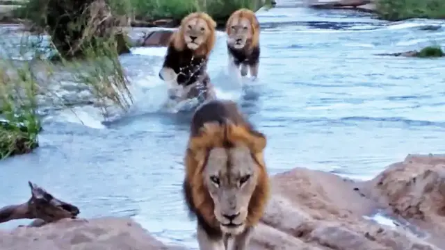 Video thumbnail for 3 Huge Male Lions Cross River (1 slips) - Latest Wildlife Sightings