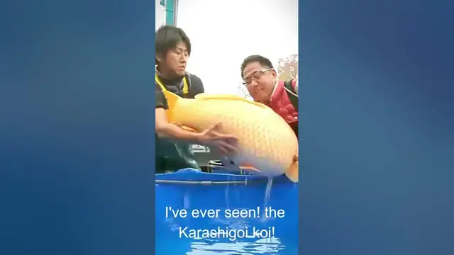 Video thumbnail for I've never seen a koi fish this big!