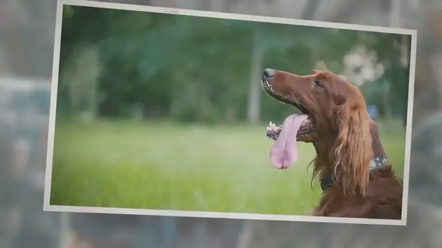 'Video thumbnail for Ouch! How Hot Is Too Hot for a Dog This Summer?'