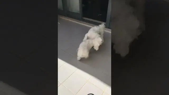 'Video thumbnail for I’m getting fiercer now so Django has to run to Mum 👿 Check my moves 😜 #maltesepuppies #Arya #dog'