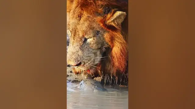 'Video thumbnail for Turtle chases lion away from his waterhole 🦁🐢🤣'
