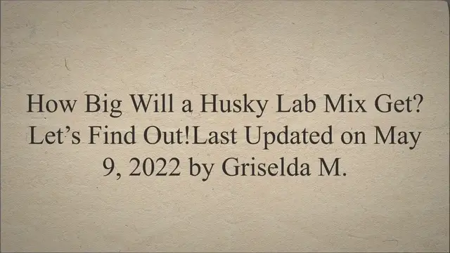 'Video thumbnail for How Big Will a Husky Lab Mix Get? Let’s Find Out!'