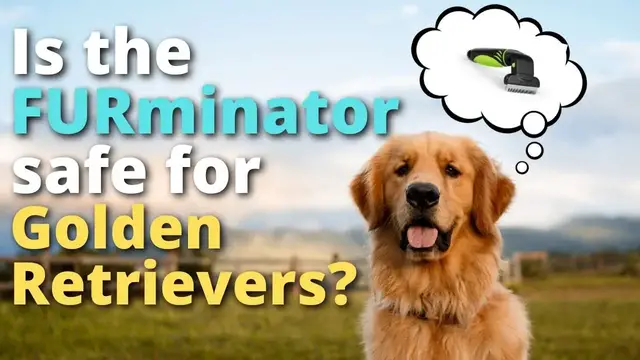 Video thumbnail for Is The FURminator Safe For Golden Retrievers?
