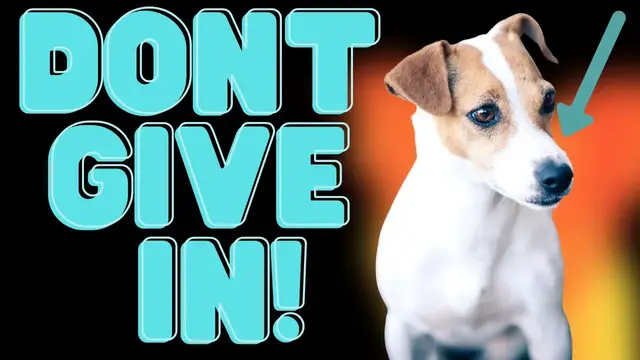 Video thumbnail for Jack Russell Terriers and Separation Anxiety (Never Give IN)