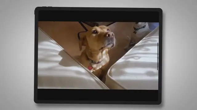 'Video thumbnail for My dog is on insulin and still peeing everywhere?'