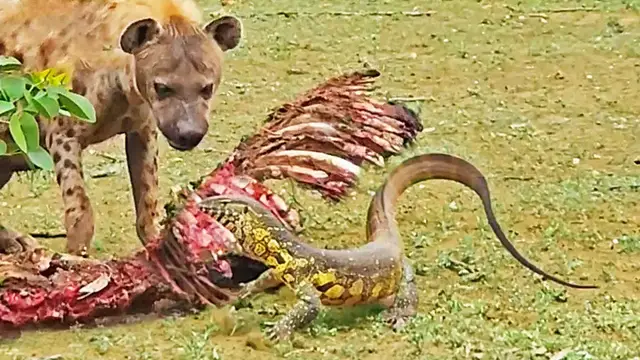 Video thumbnail for Giant Lizard Slaps Hyena in Face