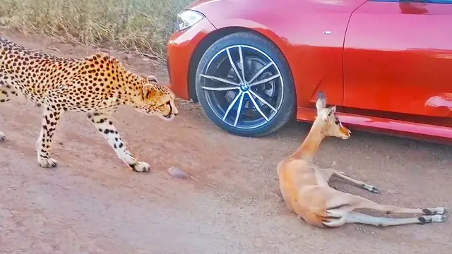 Video thumbnail for CHEETAH CHASES IMPALA INTO BMW
