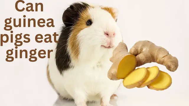 'Video thumbnail for Can guinea pigs eat ginger'