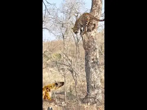 Video thumbnail for Leopard Thinks Twice About Jumping on Hyena