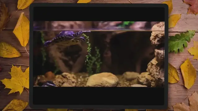 Video thumbnail for Will aquarium gravel raise your pH? Yes, And no.