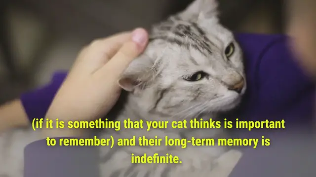 'Video thumbnail for How Long Will A Cat Actually Remember A Person'