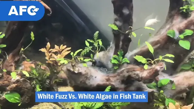 Video thumbnail for White Fuzz Vs. White Algae in Fish Tank