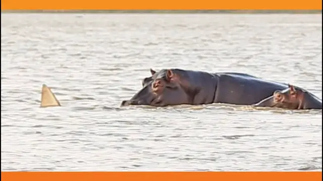 Video thumbnail for 1 Bull Shark Swim-Off Against 10+ Hippos