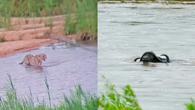 'Video thumbnail for Animals vs Floods'