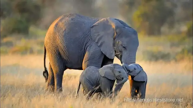 Video thumbnail for Elephant - Simple Science in English