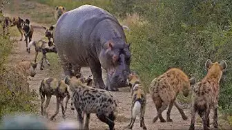 Video thumbnail for Battle between Wild Dogs, Hyenas, Hippos & 2 Impalas