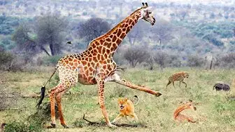 Video thumbnail for Giraffe Tries To Protect Her Baby From Lions, Hyenas and Jackals