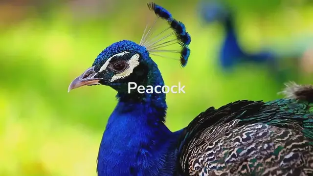 Video thumbnail for Beauty and the Beasts: All About Peacock Behavior