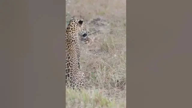 Video thumbnail for leopard Vs black-naped hare #shorts