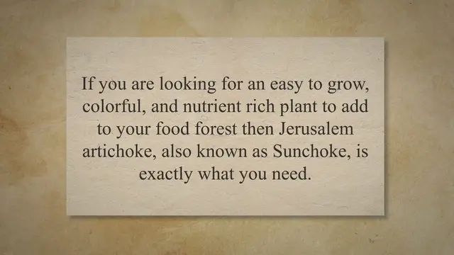 Video thumbnail for Why and How to Plant Jerusalem Artichokes in Your Food Forest