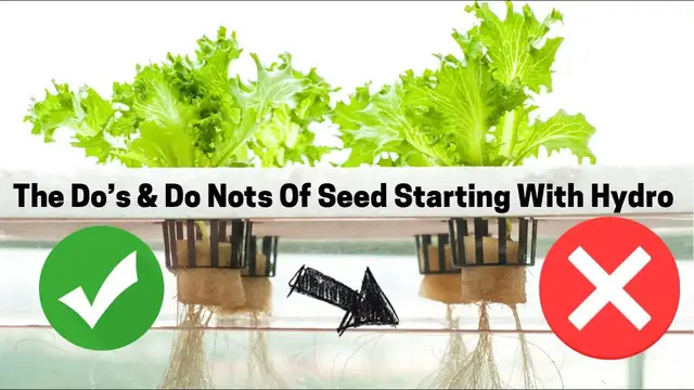 'Video thumbnail for How To Start Seeds In A Hydroponic System. What Growing Medium Works Best In Root Farm & Jiffy Hydro'